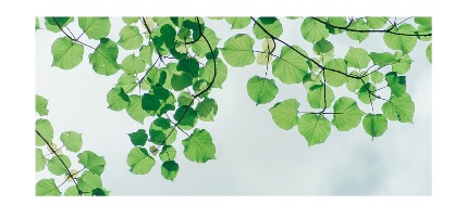 Đây là ảnh lá