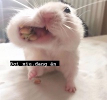Sở thích của tớ