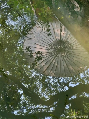 Hoa Phượng 